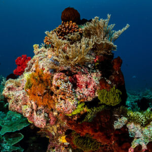 Colourful coral pinnacle with soft corals and sponges, vertical, Raja Ampat, Indonesia