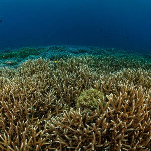 Vaste champ de coraux corne de cerf s’étendant jusqu’à l’horizon, Raja Ampat, Indonésie