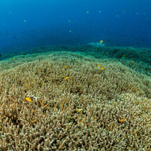 Staghorn coral field with small reef fish above, wide view, Raja Ampat, Indonesia