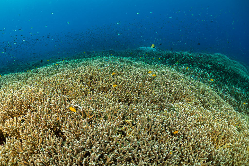Staghorn coral field with small reef fish above, wide view, Raja Ampat, Indonesia