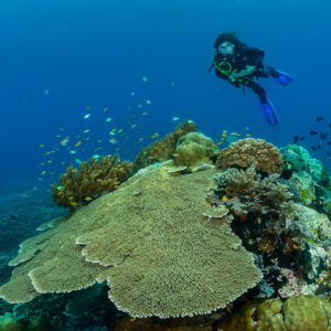 Woman diver above a large plate coral and coral heads, Raja Ampat, Indonesia