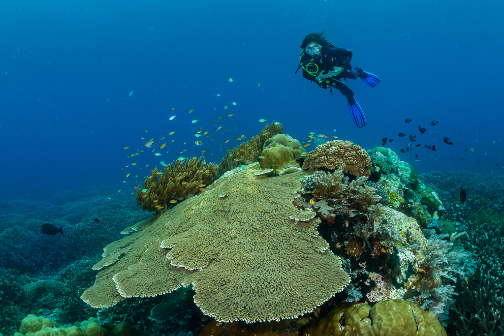 Woman diver above a large plate coral and coral heads, Raja Ampat, Indonesia