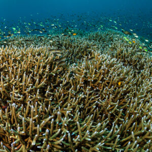 Vue rapprochée de branches denses de corail corne de cerf avec petits poissons, Raja Ampat, Indonésie