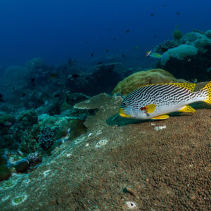 Diagonal-banded sweetlips swimming over a large coral mound, Raja Ampat, Indonesia