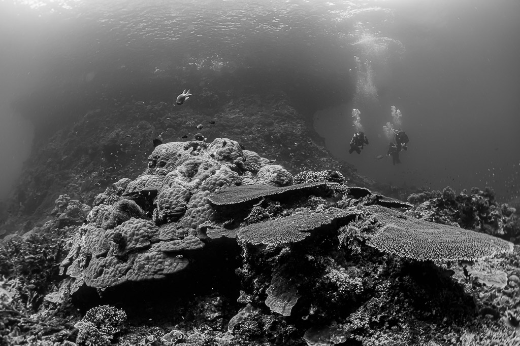 Vue en noir et blanc de plongeurs au-dessus d’un récif corallien peu profond, Raja Ampat, Indonésie