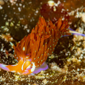 Aeolid nudibranch with orange cerata and purple-edged foot, Raja Ampat, Indonesia
