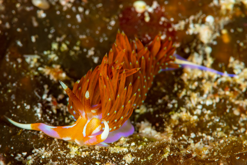 Aeolid nudibranch with orange cerata and purple-edged foot, Raja Ampat, Indonesia