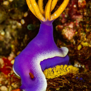 Hypselodoris apolegma nudibranch with orange gills, vertical, Raja Ampat, Indonesia