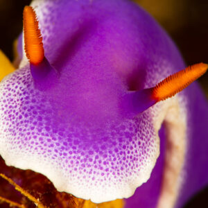 Close-up of Hypselodoris apolegma head with orange rhinophores, Raja Ampat, Indonesia
