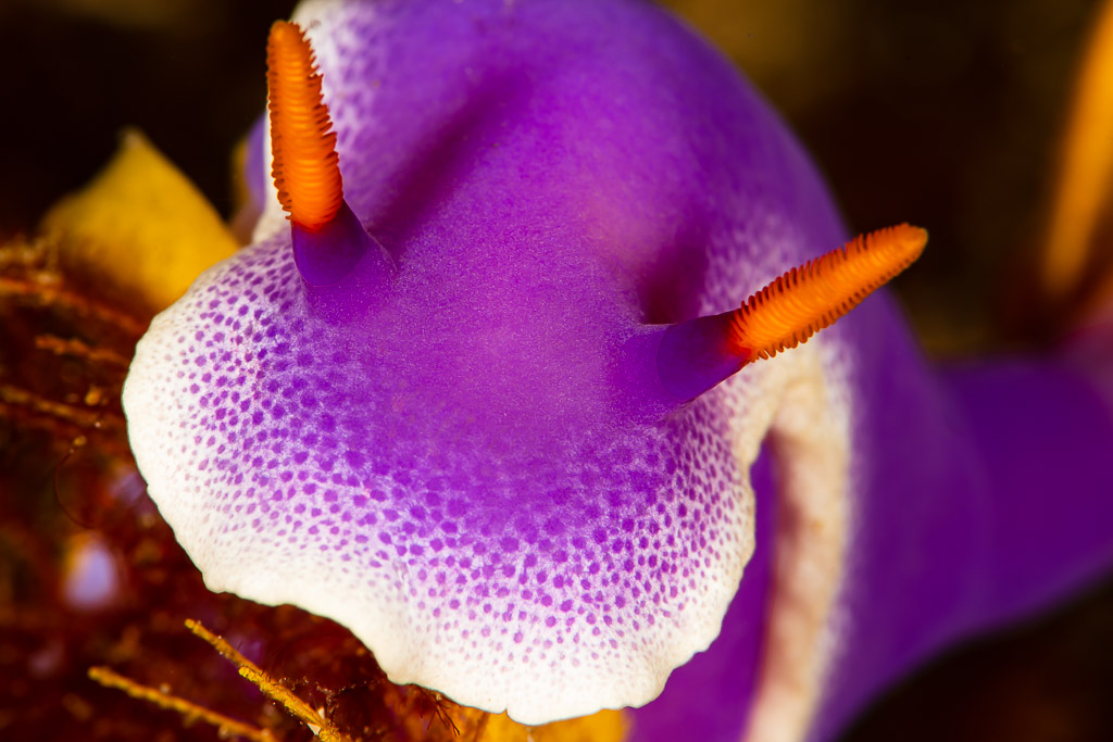 Close-up of Hypselodoris apolegma head with orange rhinophores, Raja Ampat, Indonesia