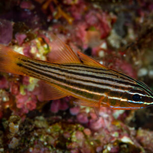Apogon rayé planant au-dessus d’un récif encroûté rose, Raja Ampat, Indonésie