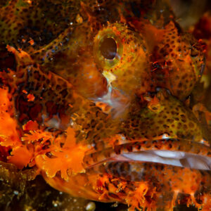 Tasseled scorpionfish face close-up among orange growths, Raja Ampat, Indonesia