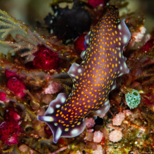 Ver plat de Linda rampant sur le récif, vertical, Raja Ampat, Indonésie