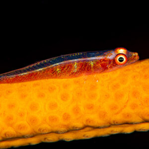 Wire coral goby resting on orange whip coral against black background, Raja Ampat, Indonesia