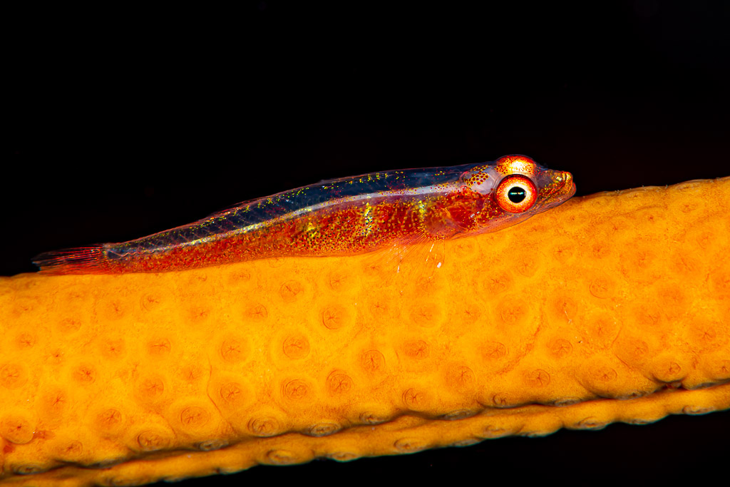 Wire coral goby resting on orange whip coral against black background, Raja Ampat, Indonesia
