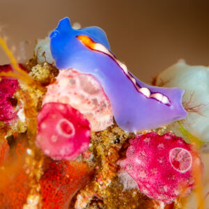 Racing stripe flatworm crawling over pink tunicates, Raja Ampat, Indonesia