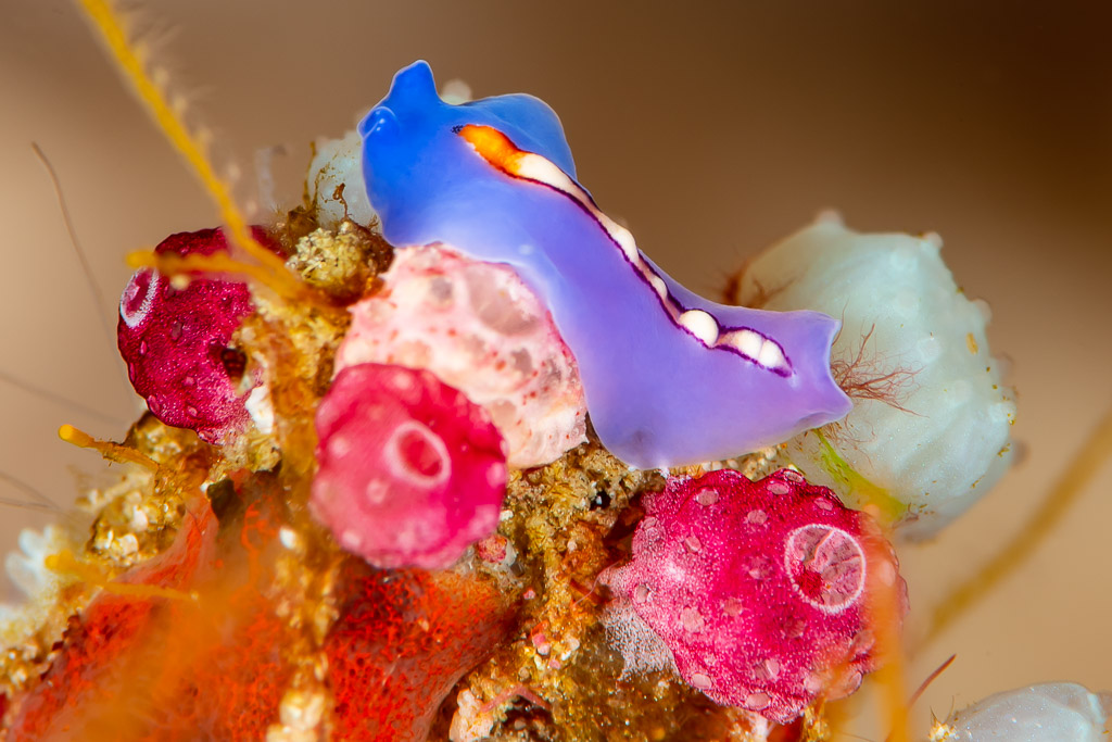 Racing stripe flatworm crawling over pink tunicates, Raja Ampat, Indonesia