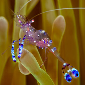 Sarasvati anemone shrimp perched on anemone tentacles, Raja Ampat, Indonesia