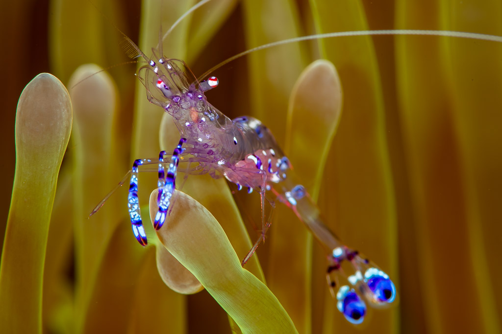 Sarasvati anemone shrimp perched on anemone tentacles, Raja Ampat, Indonesia