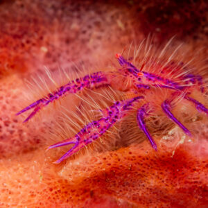 Hairy squat lobster in a red barrel sponge, Raja Ampat, Indonesia
