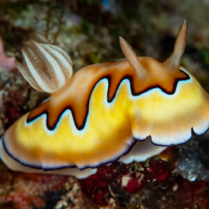 Co's chromodoris nudibranch with raised rhinophores, side view, Raja Ampat, Indonesia