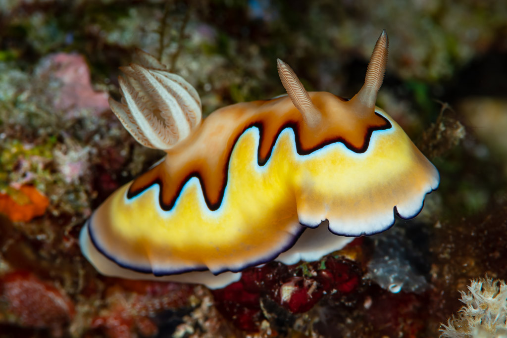Co's chromodoris nudibranch with raised rhinophores, side view, Raja Ampat, Indonesia