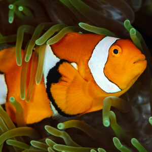 False clown anemonefish nestled in green anemone tentacles, Raja Ampat, Indonesia