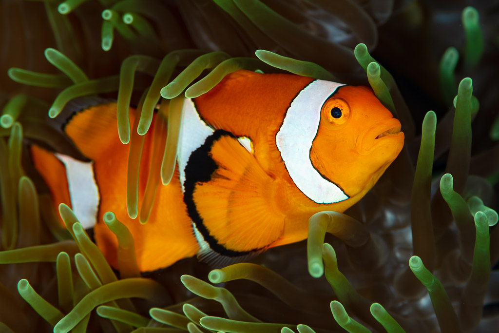 False clown anemonefish nestled in green anemone tentacles, Raja Ampat, Indonesia
