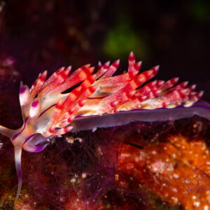 Aeolid nudibranch with red and white cerata on purple-lined body, Raja Ampat, Indonesia