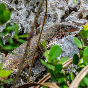 Varan parmi des feuilles vertes sur un calcaire découpé, Raja Ampat, Indonésie