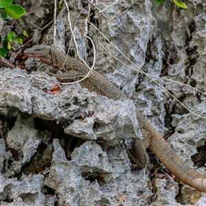 Varan en entier étendu sur des rochers calcaires, Raja Ampat, Indonésie
