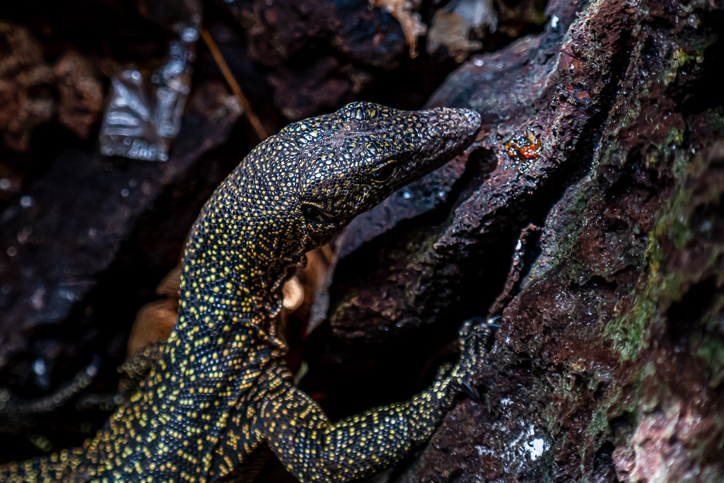 Dark yellow-spotted monitor lizard climbing a rock, Raja Ampat, Indonesia