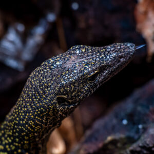 Close-up of a yellow-spotted monitor lizard head with tongue out, Raja Ampat, Indonesia
