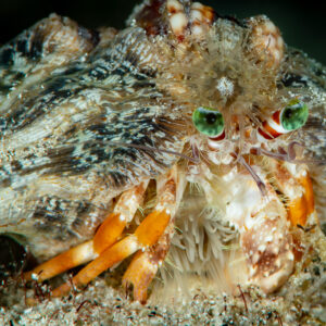 Anemone hermit crab with green eyes peering from its shell at night, Raja Ampat, Indonesia