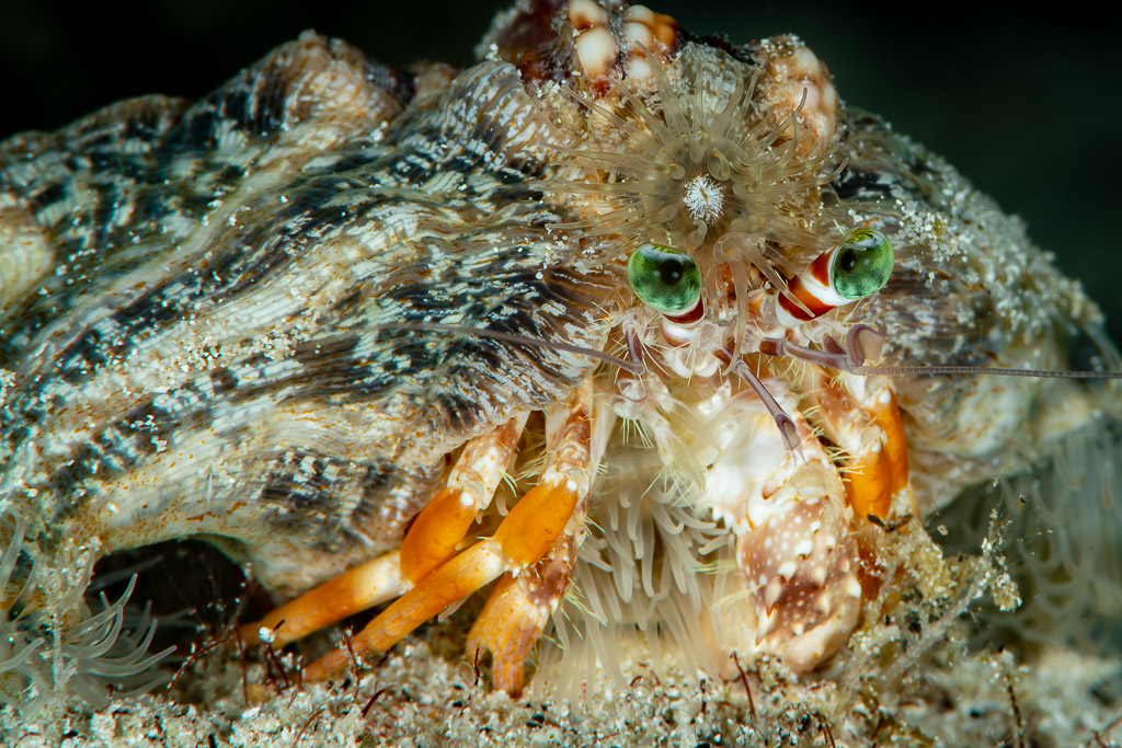 Anemone hermit crab with green eyes peering from its shell at night, Raja Ampat, Indonesia