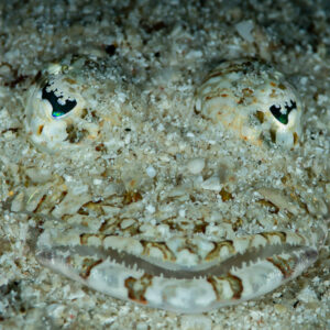 Longsnout flathead buried in sand with only its eyes showing, Raja Ampat, Indonesia