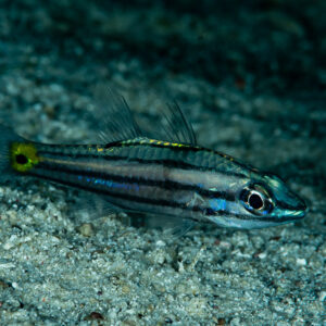 Apogon à dents à tache caudale jaune au-dessus du sable sombre la nuit, Raja Ampat, Indonésie