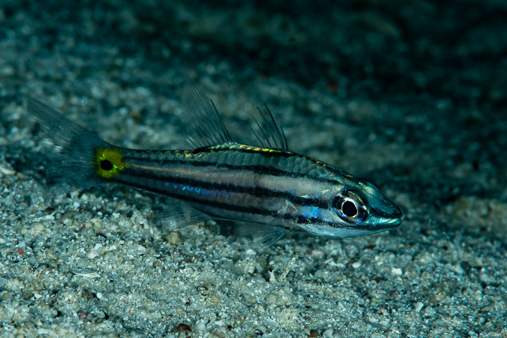 Toothy cardinalfish with yellow tail spot hovering over dark sand at night, Raja Ampat, Indonesia