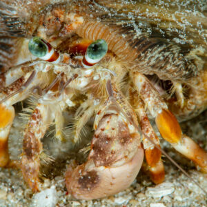 Anemone hermit crab close-up showing banded orange legs and green eyes, Raja Ampat, Indonesia