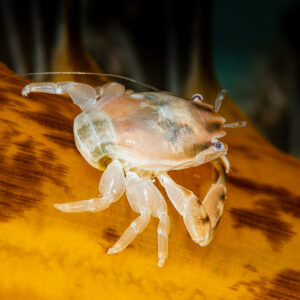 Translucent porcelain crab on a yellow sea pen, vertical macro, Raja Ampat, Indonesia