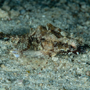 Dragon sea moth camouflaged on sandy bottom at night, Raja Ampat, Indonesia