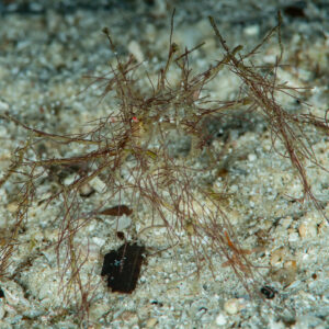 Decorator crab covered with hair-like algae on sand at night, Raja Ampat, Indonesia