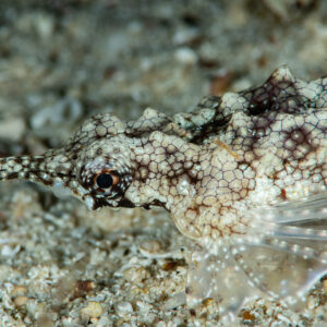 Dragon sea moth head close-up with mottled armour plates, Raja Ampat, Indonesia