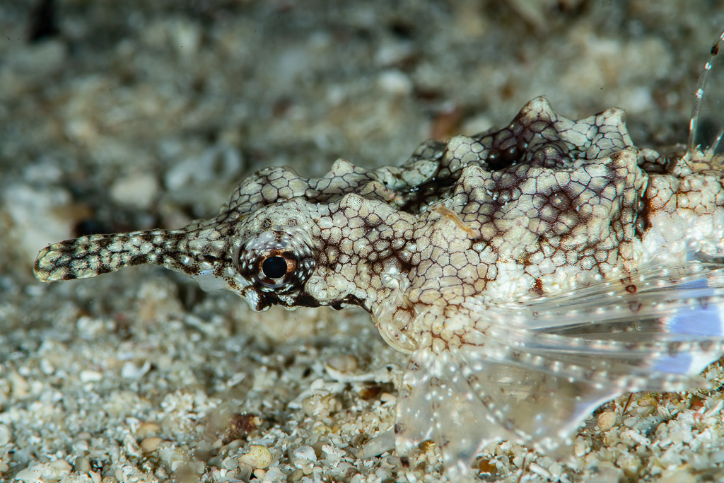 Dragon sea moth head close-up with mottled armour plates, Raja Ampat, Indonesia