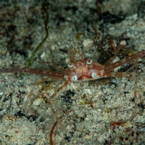Long-armed crab with algae on its rostrum spreading claws on sand, Raja Ampat, Indonesia