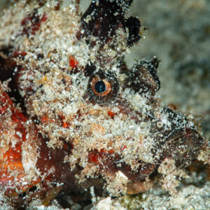 Papuan scorpionfish camouflaged on sand, side view of head and eye, Raja Ampat, Indonesia