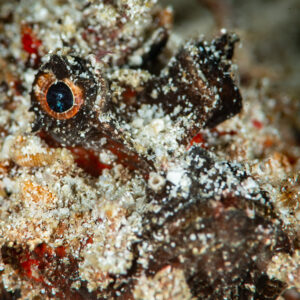 Papuan scorpionfish eye and frilly head close-up, Raja Ampat, Indonesia