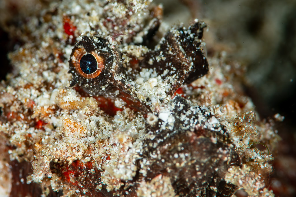 Papuan scorpionfish eye and frilly head close-up, Raja Ampat, Indonesia