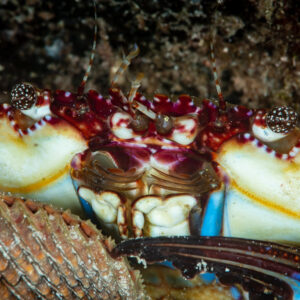 Gros plan de crabe nageur aux pinces blanches et yeux tachetés près d’un coquillage, Raja Ampat, Indonésie