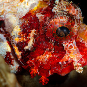 Red tasseled scorpionfish head close-up with fringed lips, Raja Ampat, Indonesia